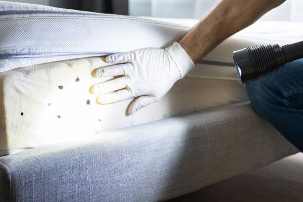 Best Bed Bug Extermination  in West Athens, CA