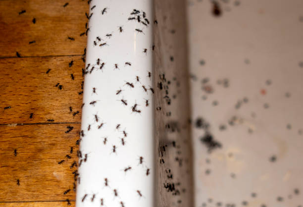 Pest Control for Restaurants in West Athens, CA