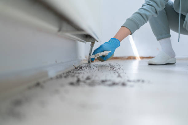 Best Termite Control Services  in West Athens, CA